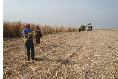 عمليات تهيئة ومتابعة لحقول زراعة قصب السكر مع إجراء عملية مكافحة للعنكبوت الأحمر في ميسان