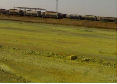 كبريت المشراق :حققنا نسباً عالية من المبيعات  بلغت (320280000)دينار لشهر ايلول