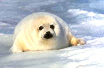 دبان قطبيان صغيران في فيينا يخرجان للاضواء