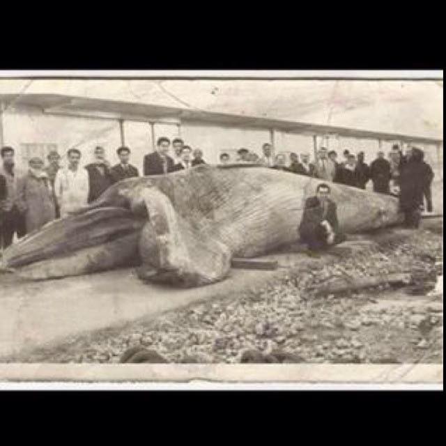صورة نادره للحوت الذي تم اصطياده في جانب الكرخ عام ١٩٤٧