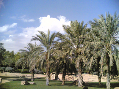 زراعة كربلاء: الانتهاء من مشروع اعادة وتوسيع غابات كربلاء