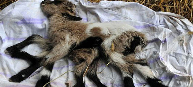 بالصورة: جدي بثمانية أطراف