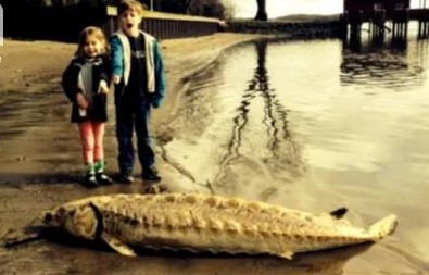 سمكة نادرة بعمر 60 مليون عام تحدث ضجة