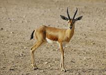 وزارة البيئة تحذر من انقراض غزال الريم في ميسان