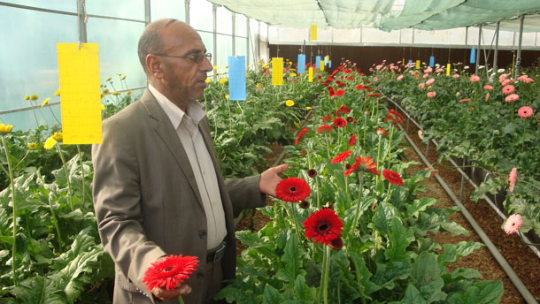 في كربلاء :مشروع زهور القطف يؤتي ثماره (مصور)