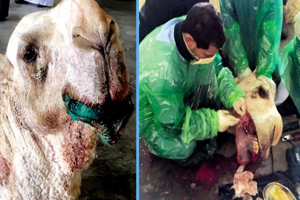 عملية تجميل ناجحة لفك جمل ثمنه 2مليون ريال