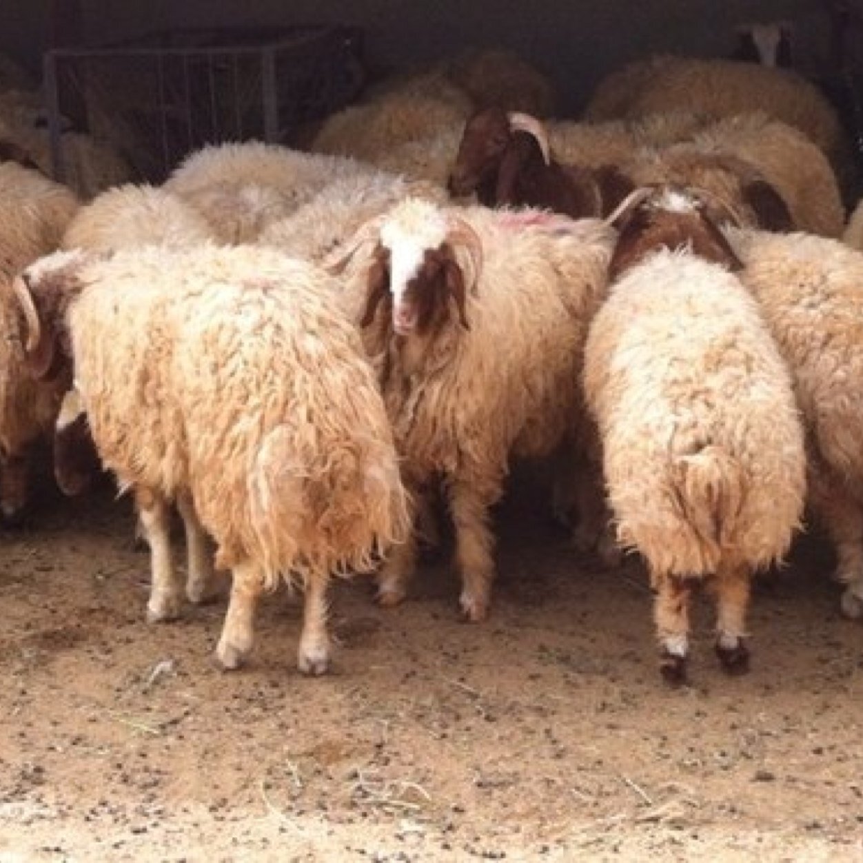 كربلاء تمنع دخول المواشي عبر مداخلها الرئيسة