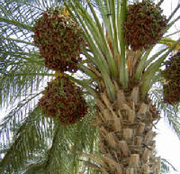 فلاحو قضاء عين التمر يناشدون المسؤولين باستلام محصول التمور لهذا العام