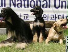 مينيسوتا: سيدة أمريكية تنهال طعناً على كلب هاجم قطتها