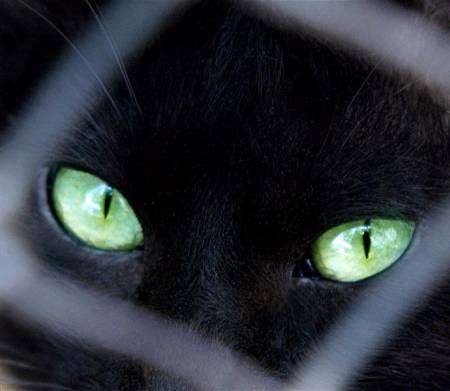 يوم القطة السوداء.. للدعوة لوقف قتل القطط السوداء في ايطاليا