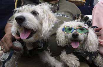 قداس خاص للكلاب في نيكاراجوا