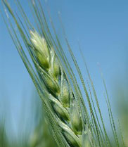 الزراعة في كربلاء تستخدم الأسمدة الورقية لزيادة محصول الحنطة