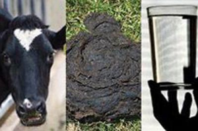 الامارات تبتكر انتاج ماء صالح للشرب من روث الأبقار