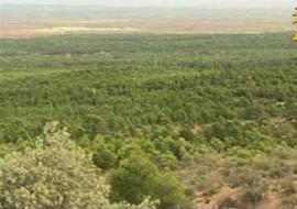 تنفيذ خطة لزراعة ( 16،650 ) دونما  للمحاصيل الشتوية في كربلاء