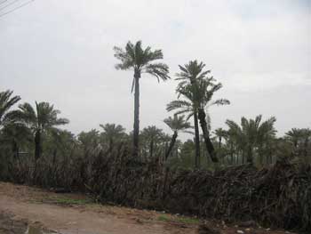 حملات وقاية للآفات الزراعية في محافظة كربلاء