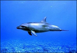 أنثى دولفين تنقذ حوتين عالقين وتقودهما الى المحيط