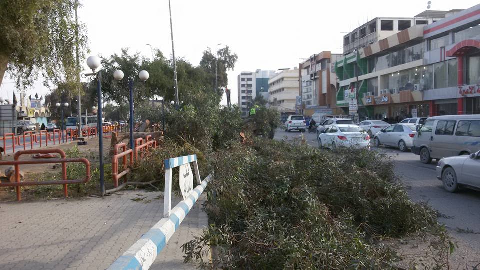 بالفيديو: قطع اشجار كبيره في كربلاء ومواطنون يوقفون عملية القطع