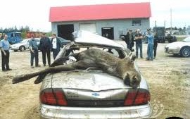 حمار تائه يدمرمركبة حديثة ويصيب رجل وزوجته بجروح