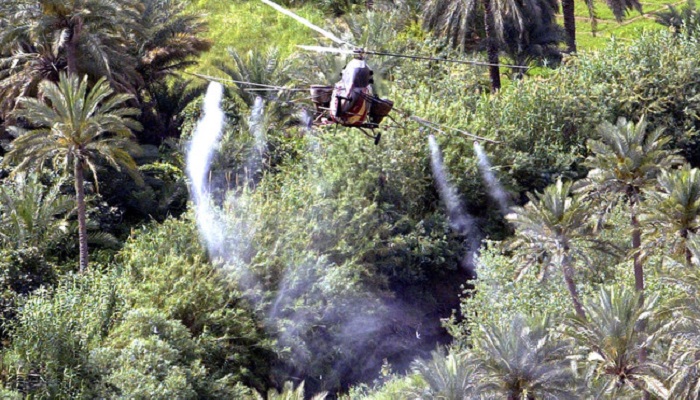 زراعة كربلاء تكافح 60 بالمائة من مساحات نخيلها