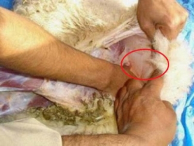 سيدة أردنية تشترى خروف.. وعند تنظيف بطنه تجد ما لا تتوقعه !!