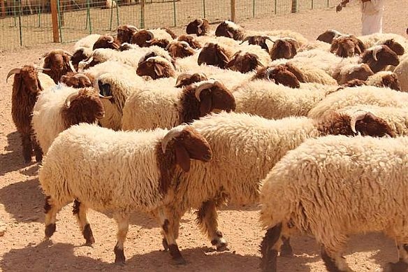 الكويت تدشن أكبر مشروع للأضاحي في كردستان العراق