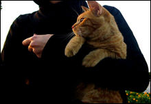 القطط تحمل مرضا للنساء مقاوما للمضادات الحيوية