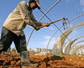 زراعة كربلاء تقدم قروضاً متنوعة لتنمية الثروة الزراعية والحيوانية