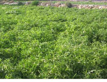 اختيار محافظة كربلاء المقدسة من المحافظات المتميزة في المشاريع البحثية والارشادية