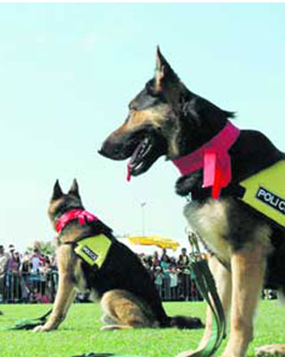 النجف تعزز منظومتها الامنية بثلاثين كلبا بوليسيا جديدا لكشف المتفجرات