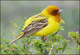 غناء الطيور مع مقدم الربيع يرجع لجينات في المخ