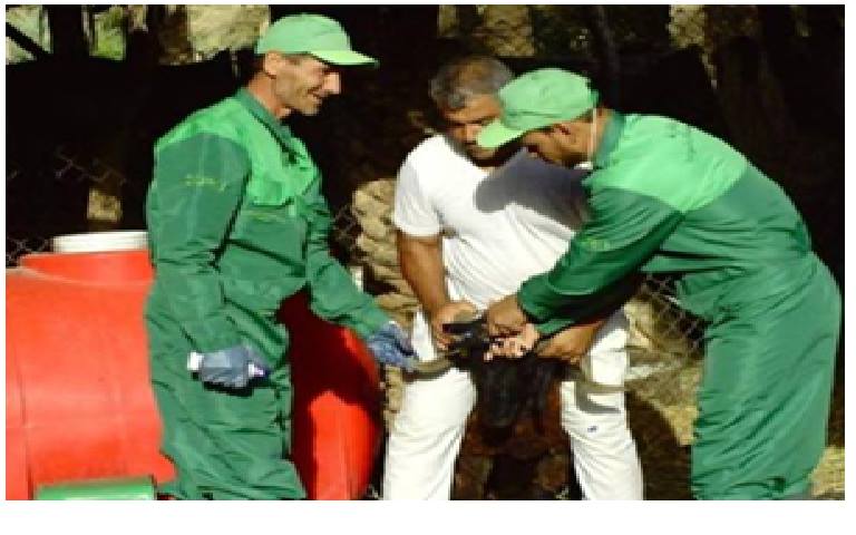 زراعة كربلاء : ترقيم مايقارب  188 ألف رأس من الحيوانات ضمن المشروع الوطني لترقيم الثروة الحيوانية