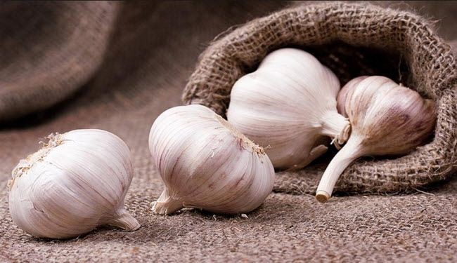 ماذا يحدث لك إذا تناولت الثوم على الريق يومياً ؟