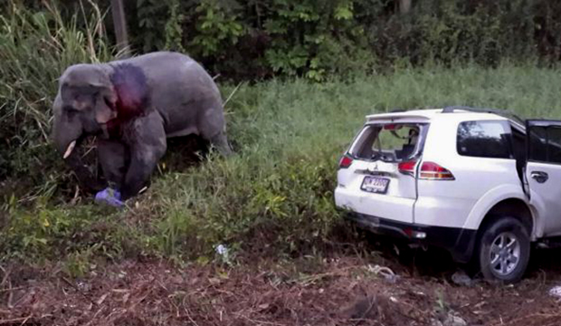 فيل جائع يتسبب في مصرع ستة أشخاص بتايلاند