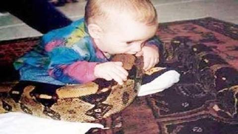 بالصورة :طفل جزائري في عامه الثاني يلتهم رأس ثعبان