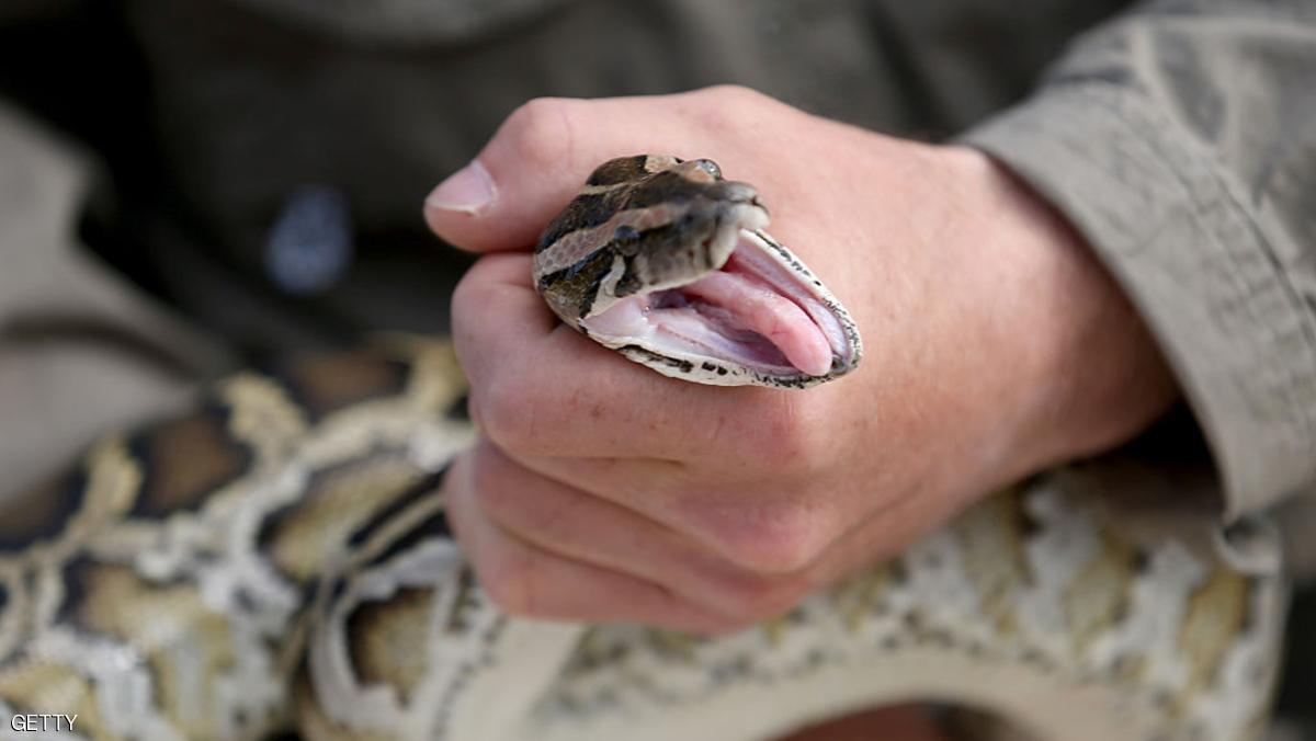 ضبط زواحف "مدمنة" في أستراليا