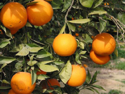 إنتاج حمضيات خالية من الأمراض في كربلاء