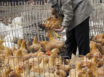 تسجيل ثلاث حالات من الإصابة بانفلونزا الطيور في السليمانية