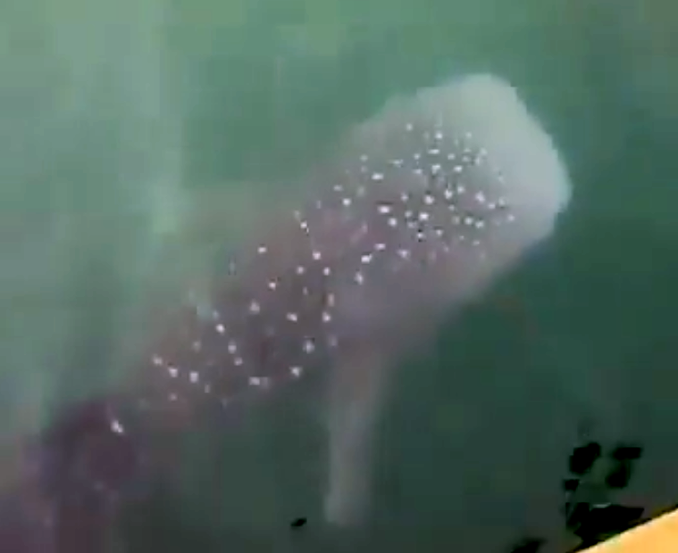 بالفيديو: ظهور قرش الحوت المرقط قرب منصات النفط في البصرة