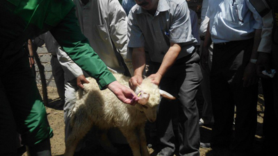 كربلاء المقدسة ترقم ثروتها الحيوانية وتعلن ترقيم (30768) حيوانا في المحافظة