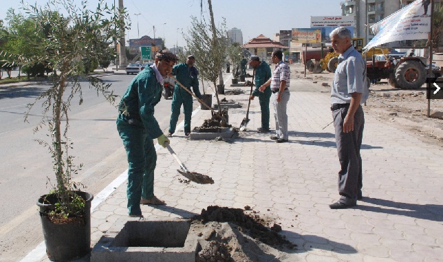 كربلاء تزرع  الزيتون والتوت في مدخلها الشمالي(مصور)