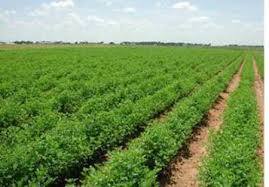 زراعة كربلاء: غزارة الامطار قللت من ملوحة الارض وانعشت زراعة المحاصيل الاستراتيجية