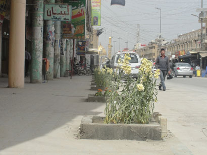 لمناسبة اعياد الربيع زراعة شتلات على جوانب الارصفة في شارع العباس الرئيسي في كربلاء(مصور)