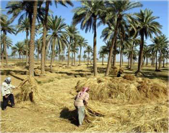 اضرار بليغة تصيب القطاع الزراعي بكربلاء نتيجة العواصف والامطار ..والمالية تقرر منح ـ5- مليارات دينار لتعويض الاضرار