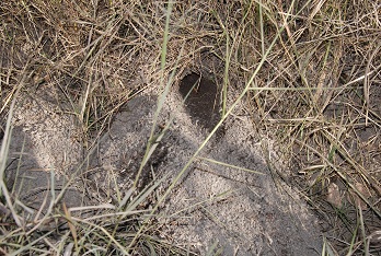 جرذان كبيرة تغزو بساتين في كربلاء (مصور)