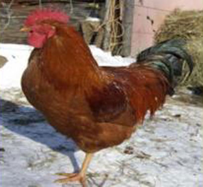 اكتشاف ديك يبيض