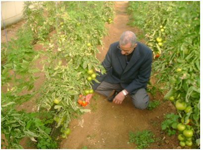 زراعة كربلاء  تتابع عمليات زراعة أطباق شتلات الطماطة المدعومة الموزعة على الفلاحين