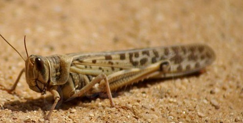 اسراب جراد يمتلك جناحين وذيل طويل عالى الحدود الاردنية السعودية