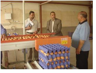 زراعة كربلاء : إنتاج مايقارب 8 ملايين بيضة من مشاريع بيض المائدة في كربلاء المقدسة