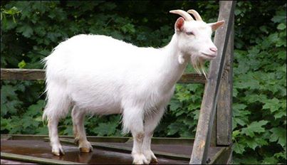 شرطية بريطانية تقاضي ماعز