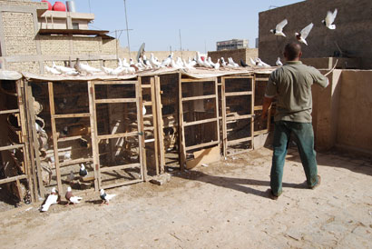 في كربلاء :حكاية مربيِّ الحمام على البيوت والأعراف الاجتماعية